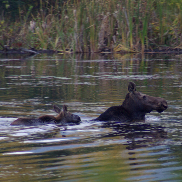 Photo of Alces alces by <a href="
http://shuswaplakephotos.wordpress.com/">Dawn Kellie</a>
